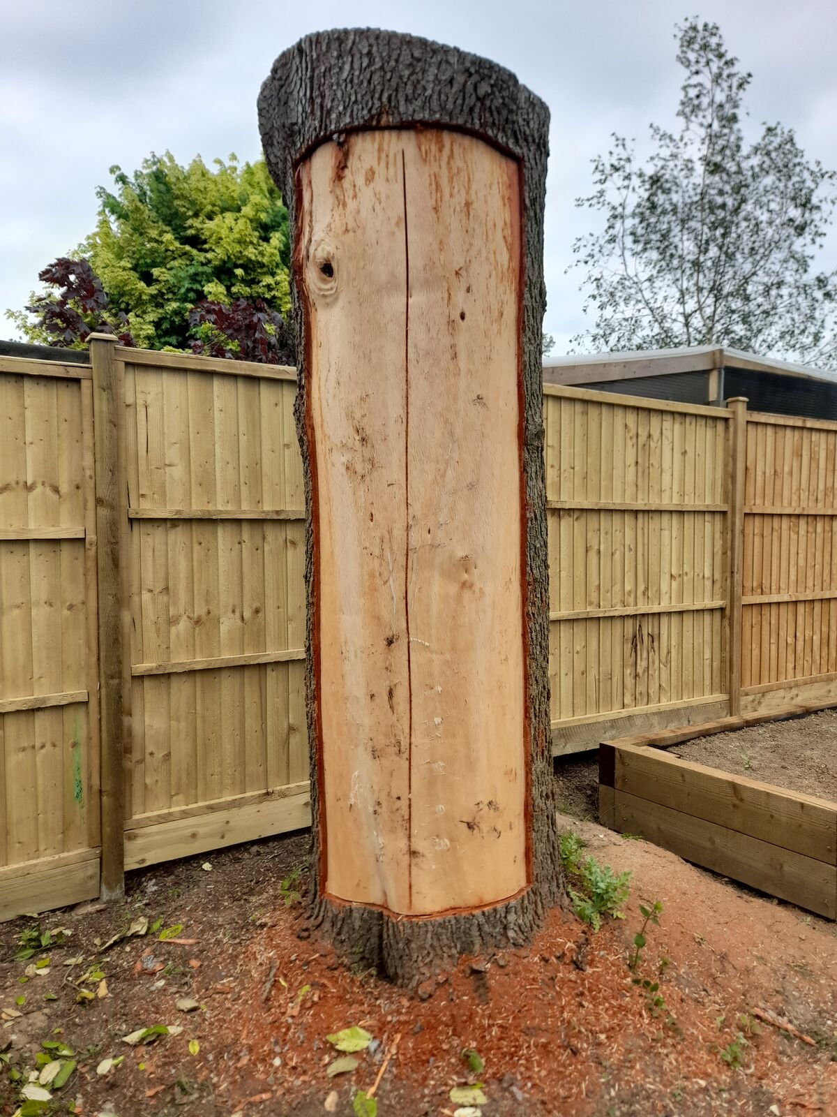 Cedar 2
