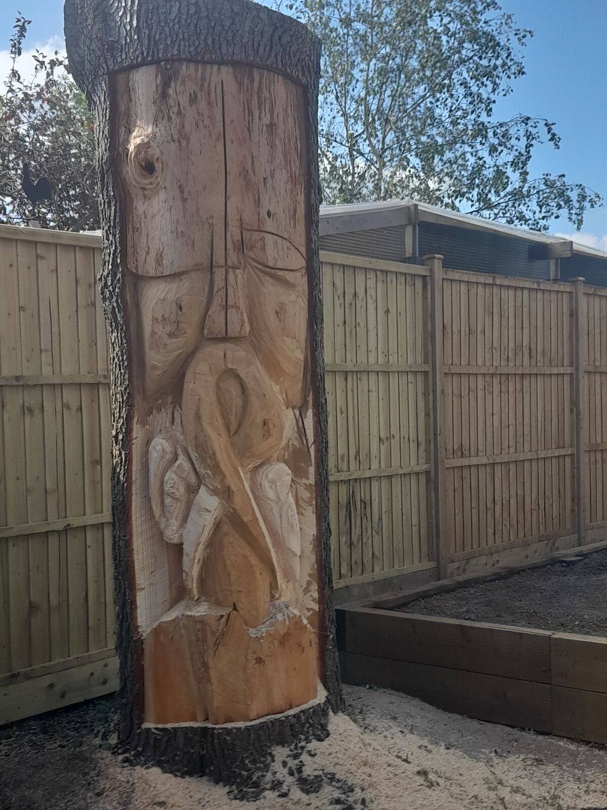 Cedar 5