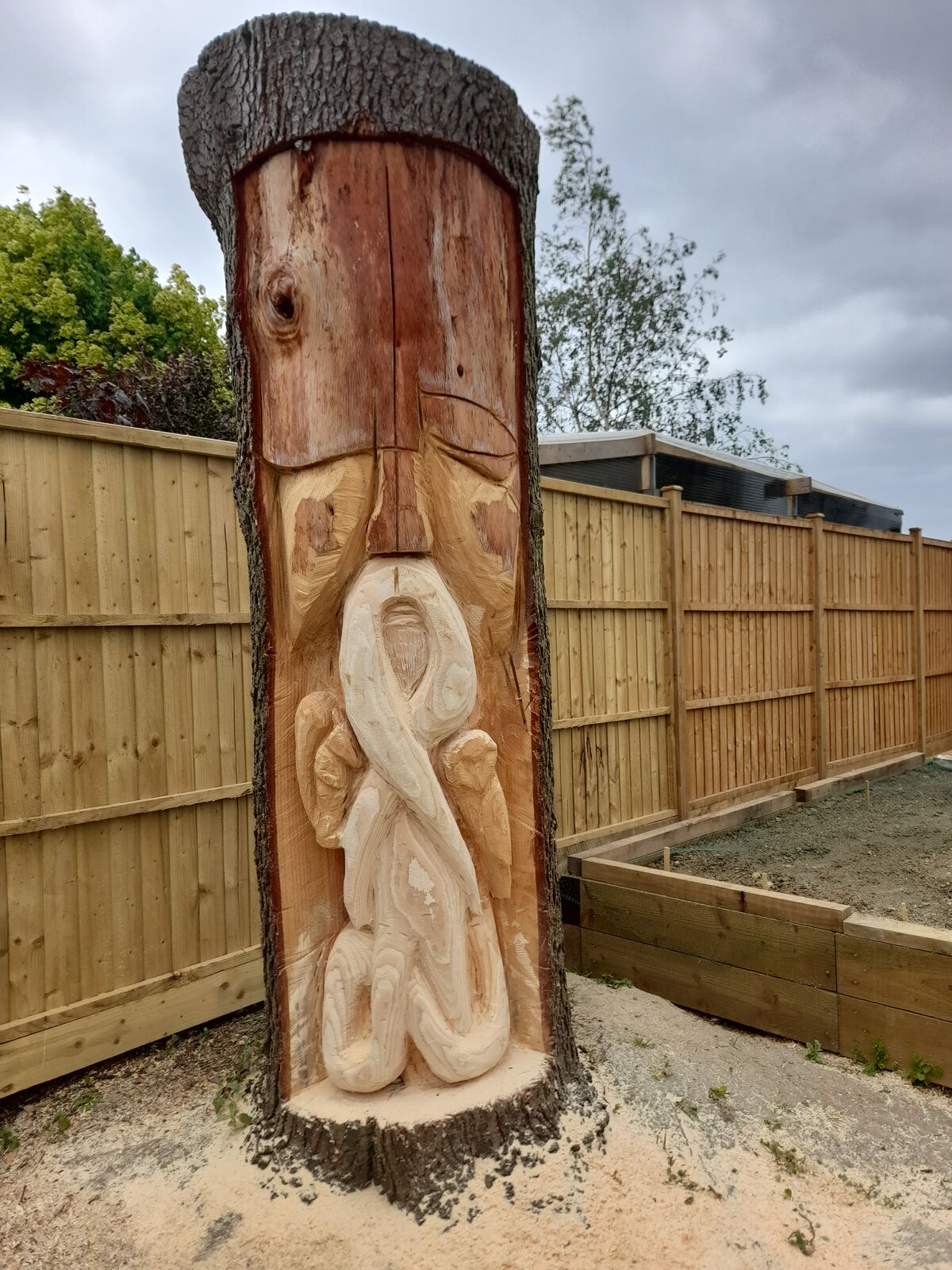 Cedar 6