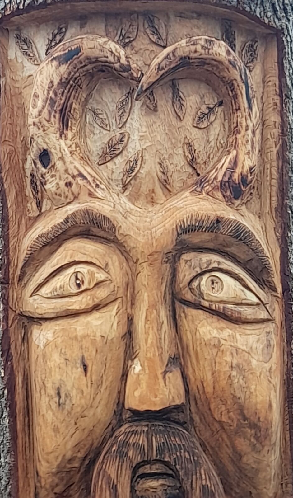 Cedar 18