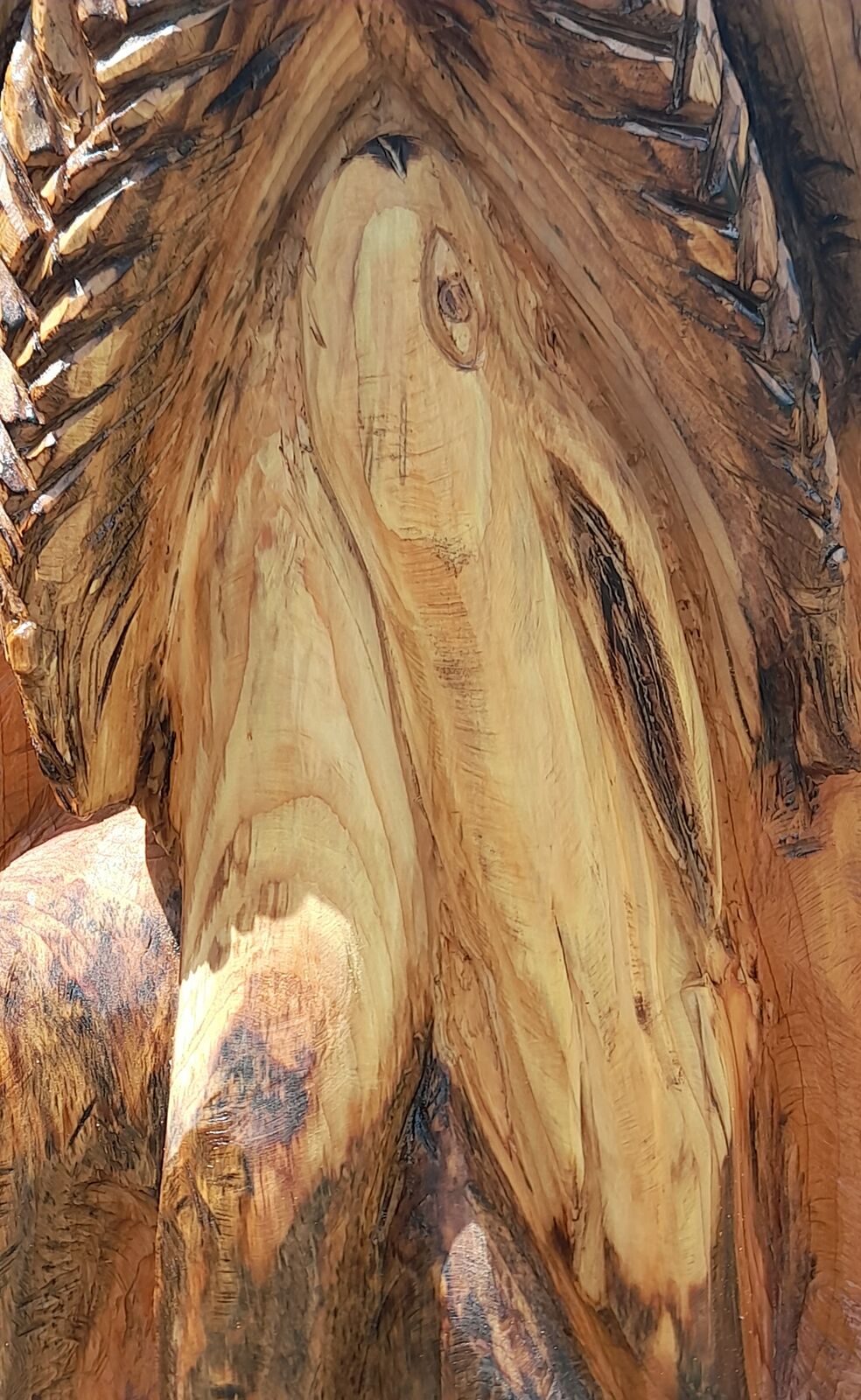 Cedar 21