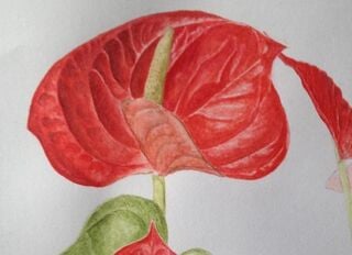 Anthurium by Clare Michelle Cooper