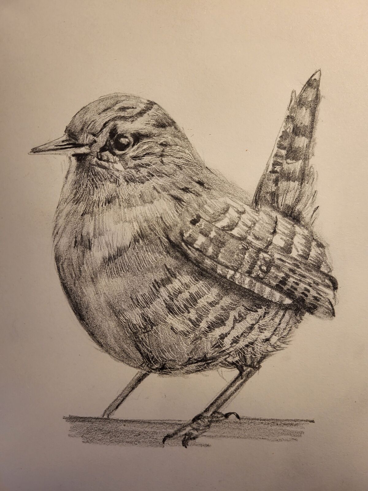 Jenny Wren