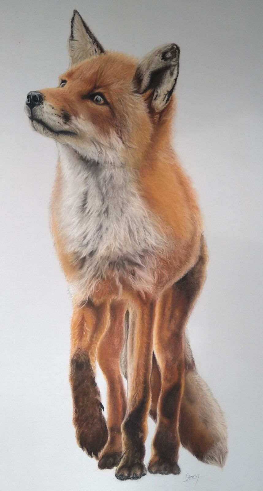 Wandering Fox