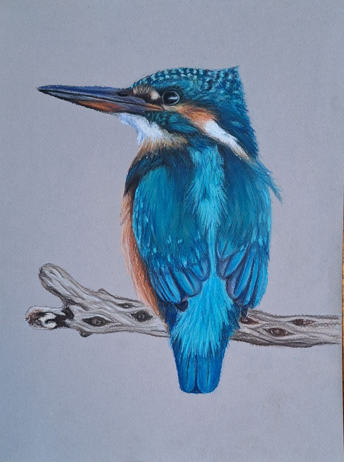 Kingfisher