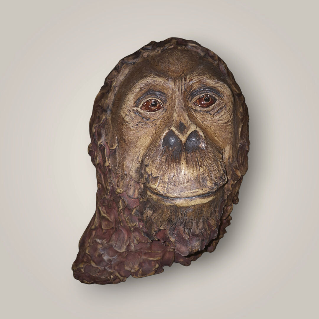 Orangutan 