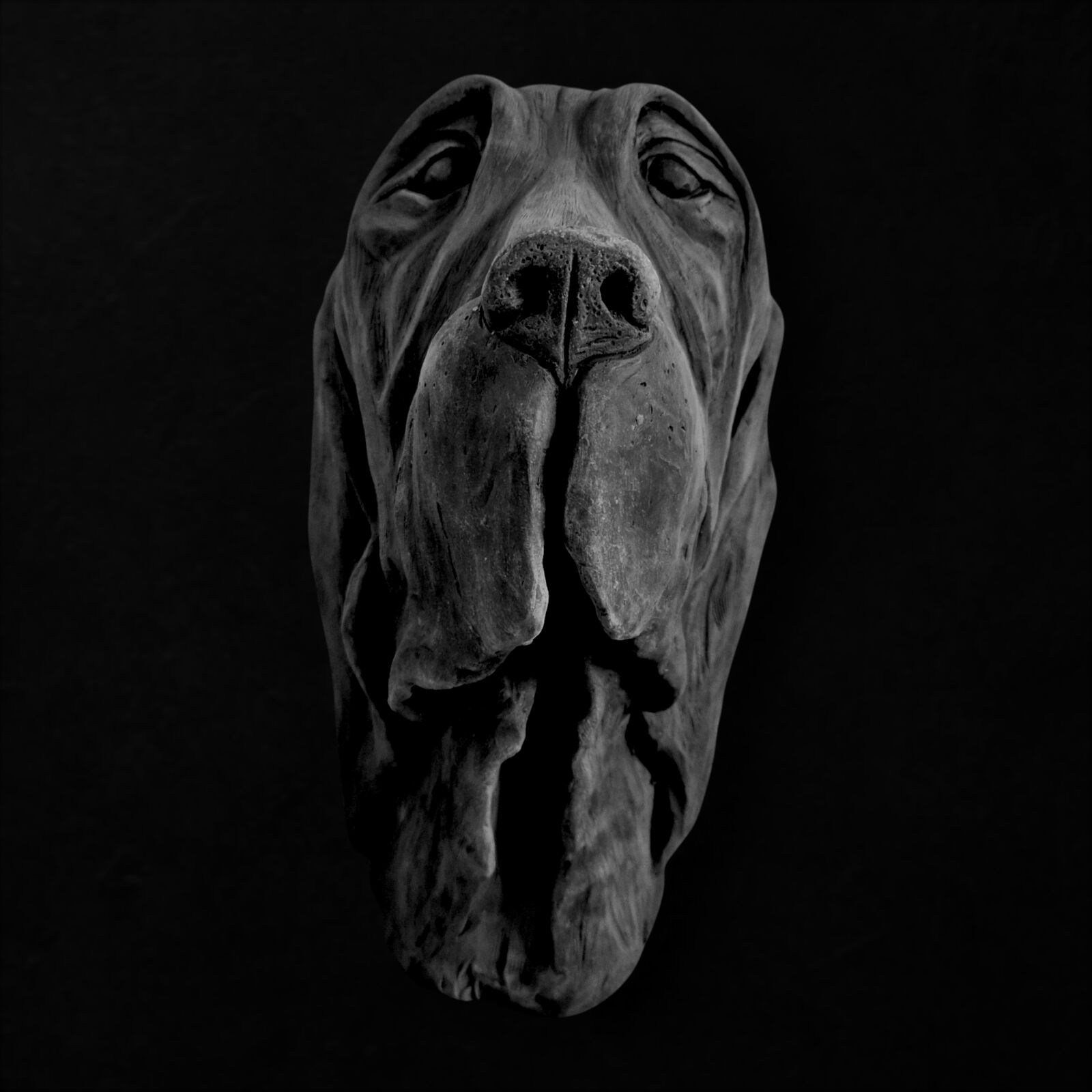 Bloodhound