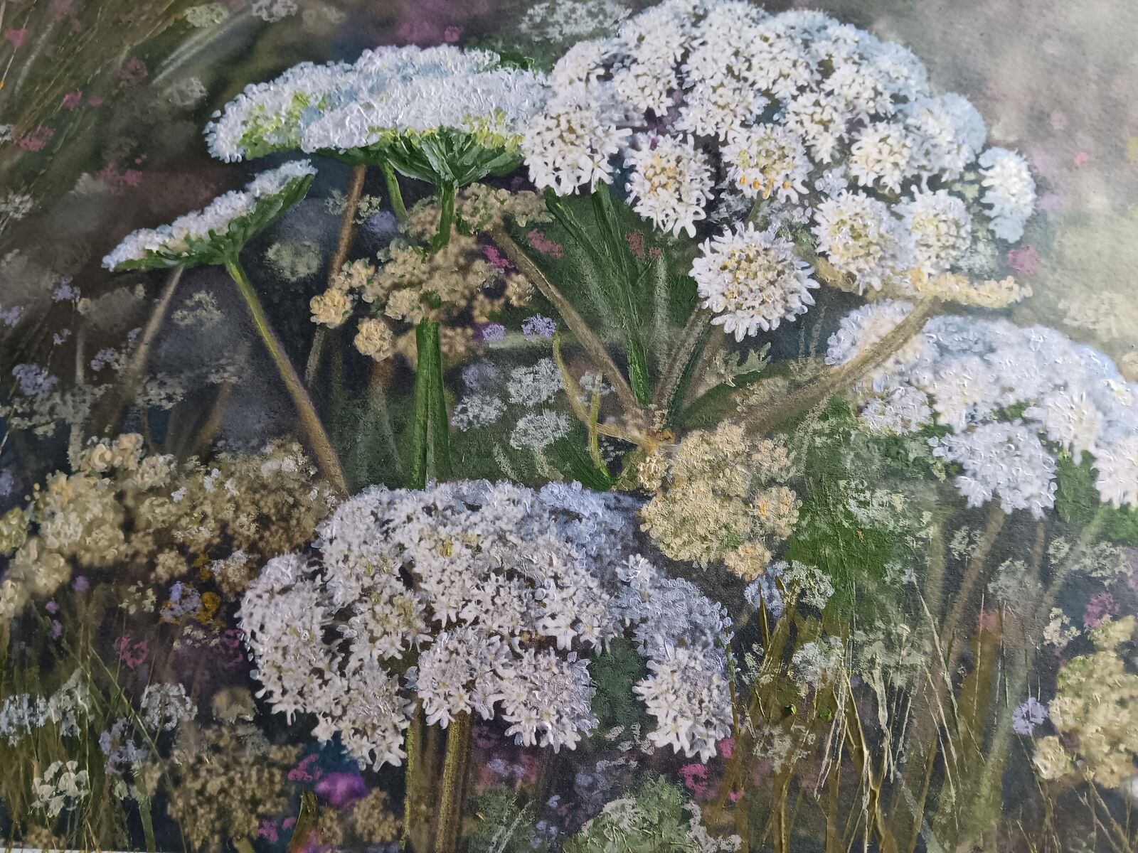 Hogweed&Wildflower Meadow