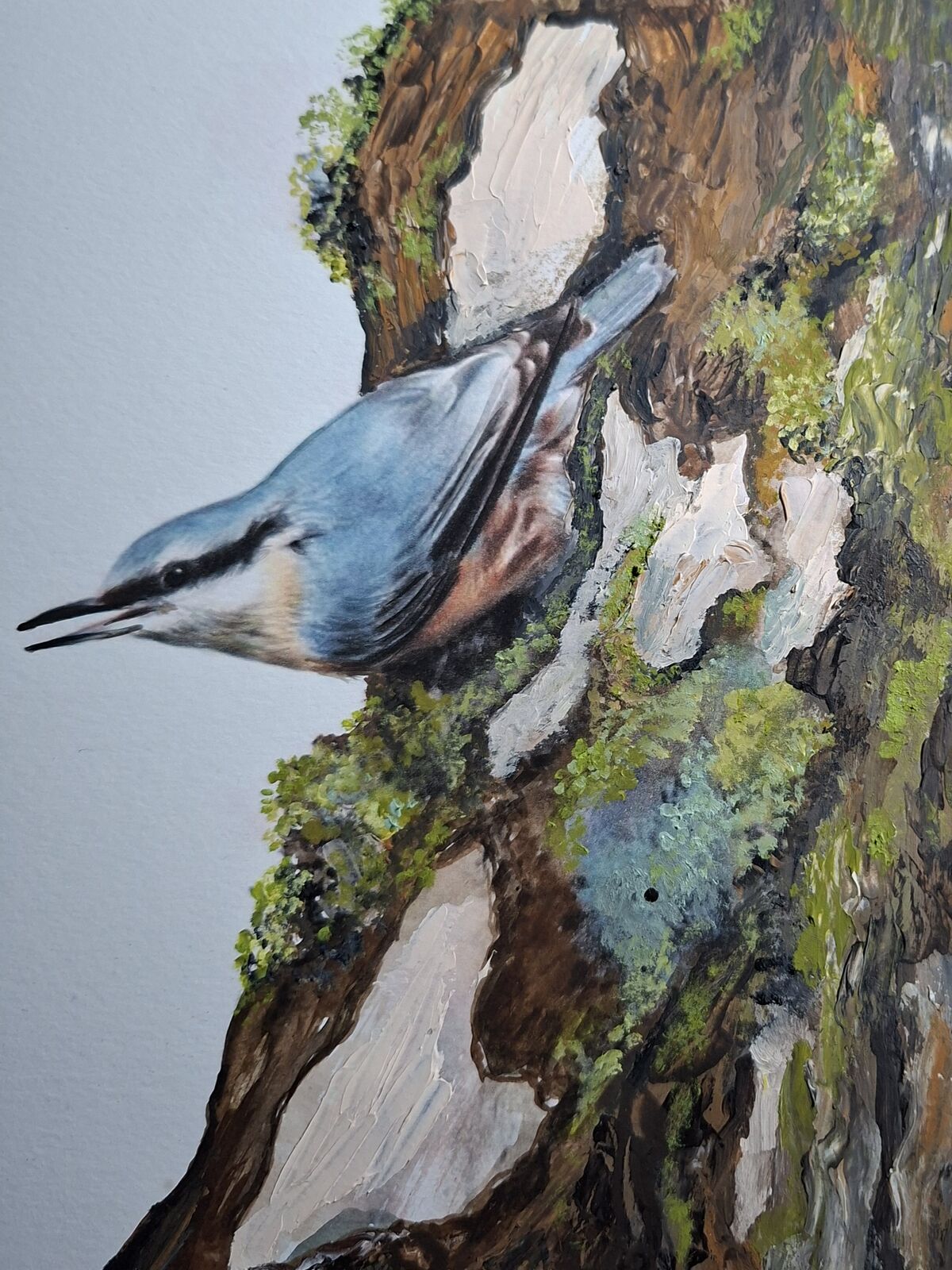 Nuthatch