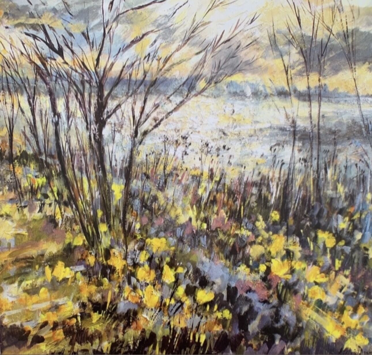 Early Spring Daffodils at Barnsdale, Rutland