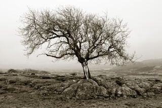 Nude and tree by John Tisbury