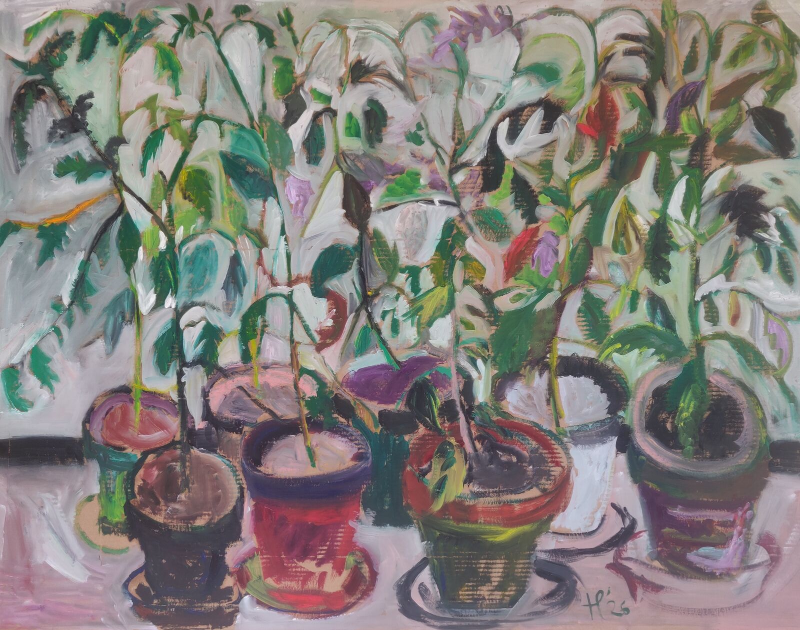 Eight tomato plants