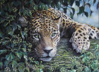 Big Cats