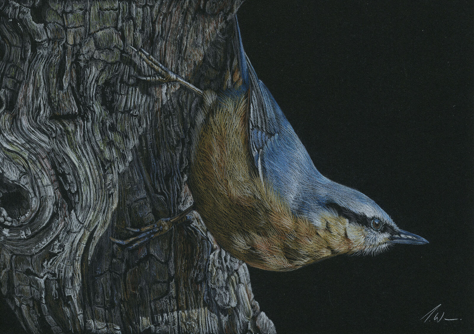 Nuthatch