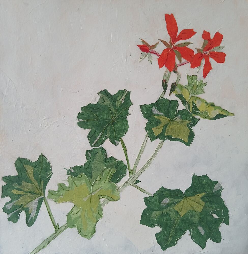 Geranium
