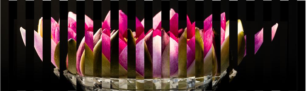 lily Opening
