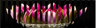 Lily Opening by Andrew Carter