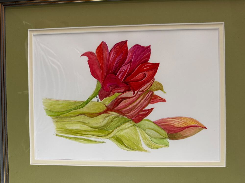 Amaryllis