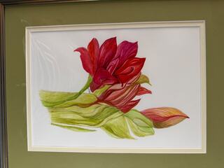 Amaryllis by June Hawkins