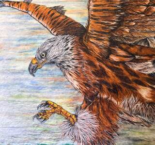 Claws out by Nikki Wheatley