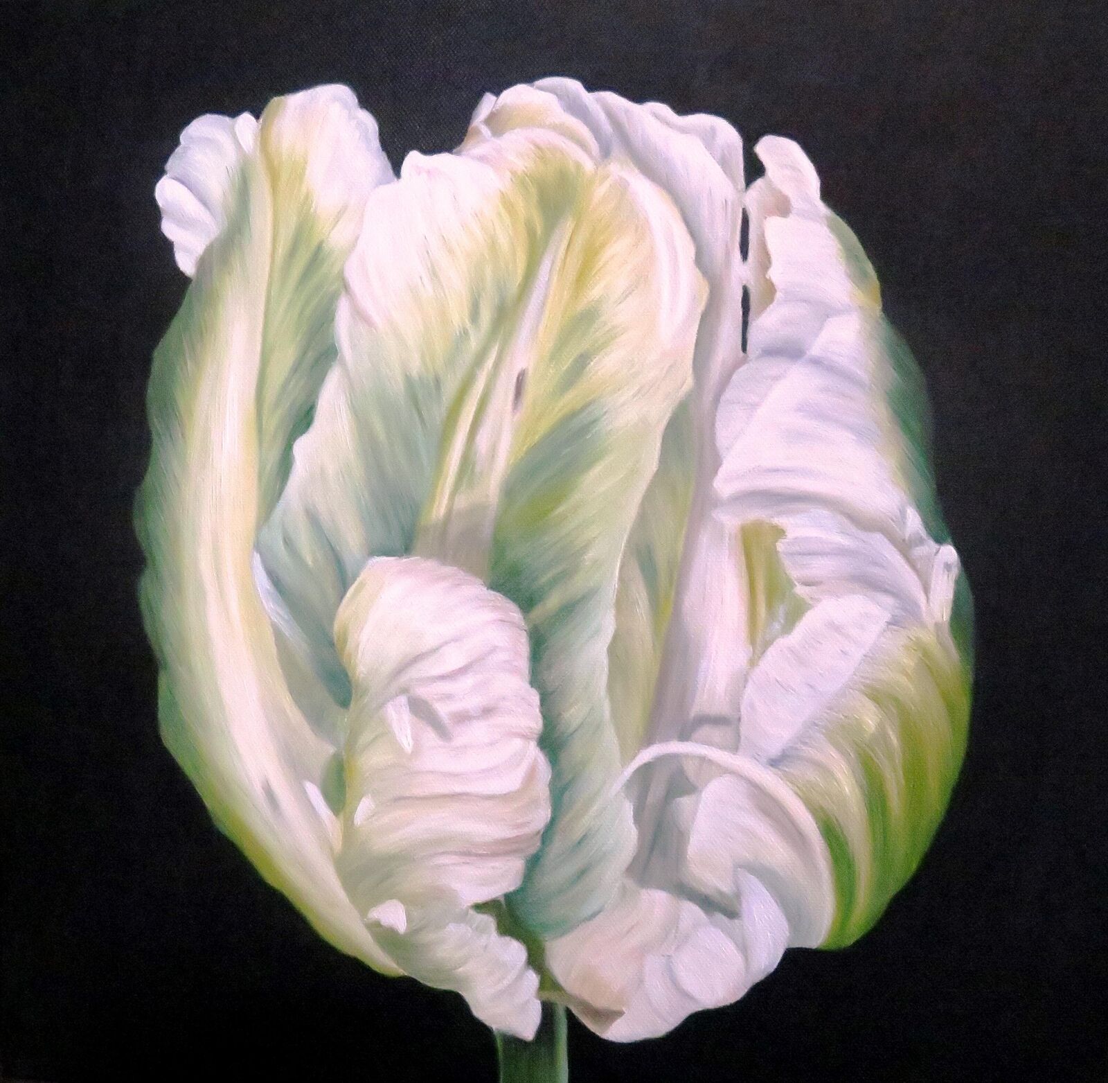 White Parrot Tulip by Angela Stanbridge