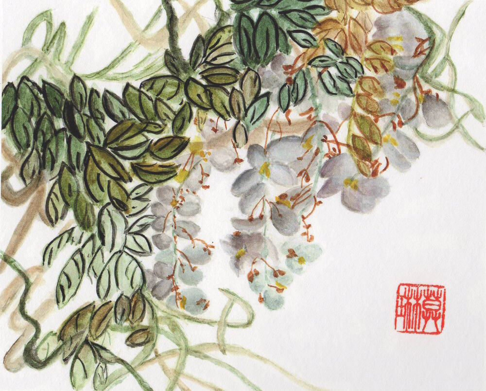 Wisteria (2)