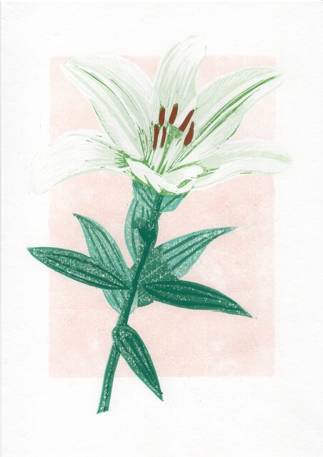 White Lily