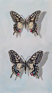 Swallowtail Butterflies (Papilio machaon) by Charlie Hewitt