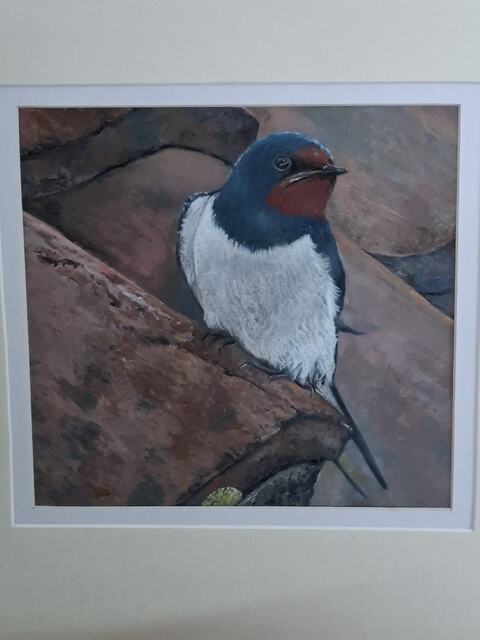 Barn Roof Swallow