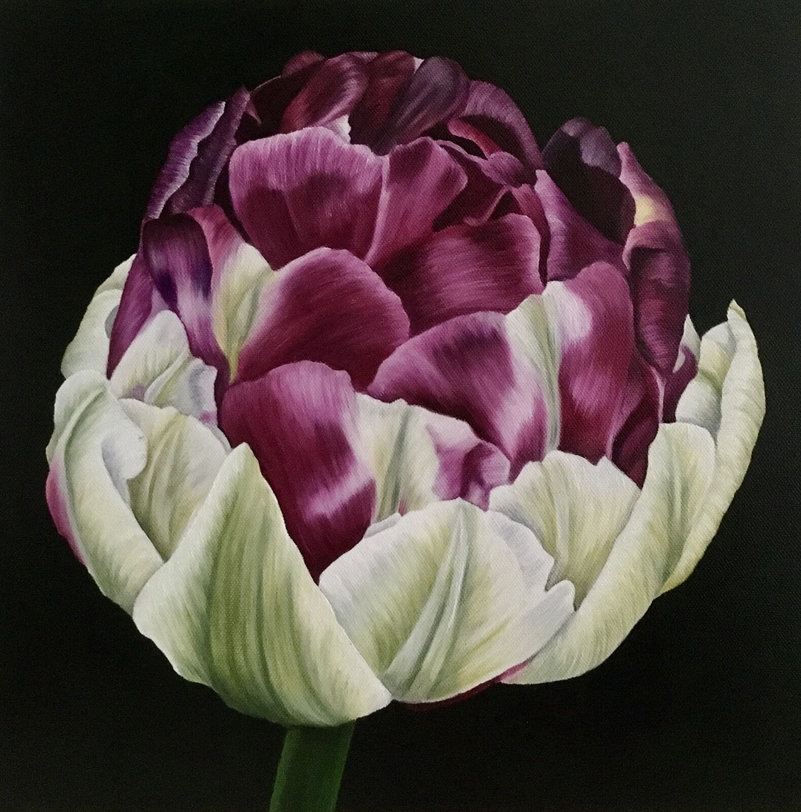 WOW Tulip by Angela Stanbridge