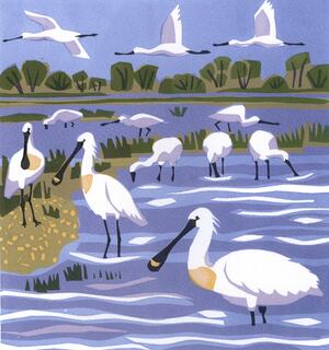 Spoonbills by Carry Akroyd