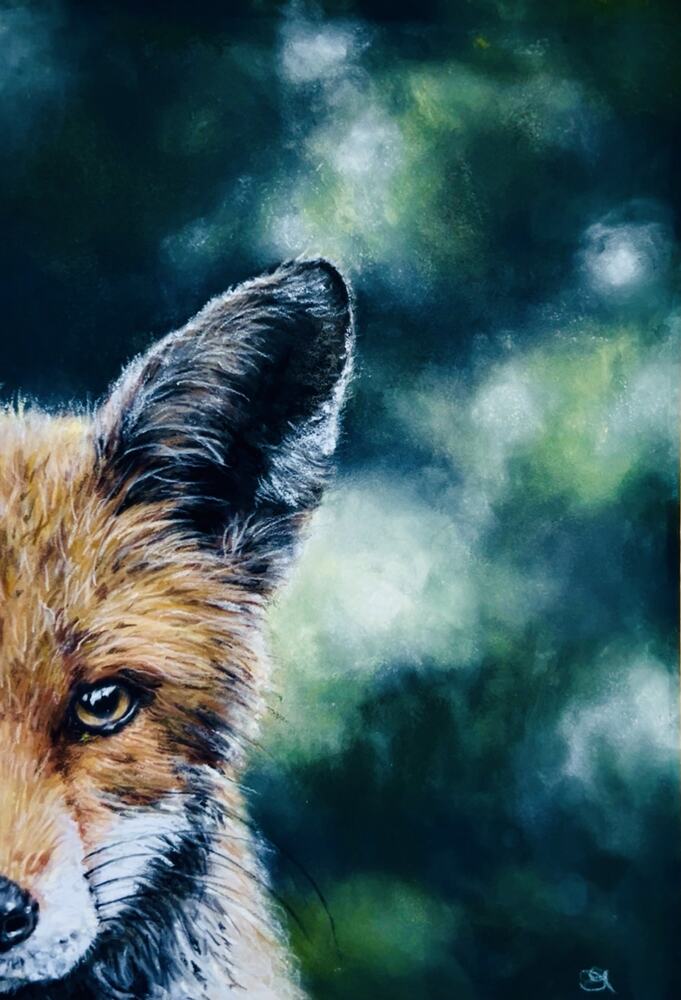 Vixen’s Fleeting Glance