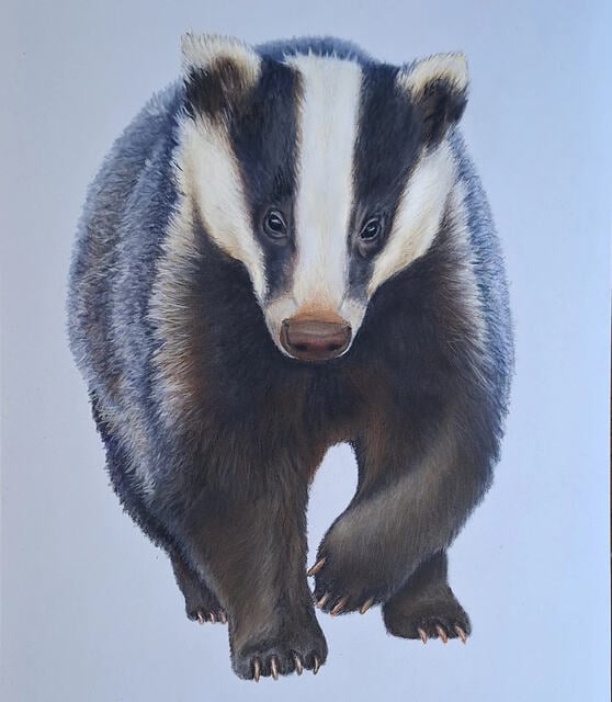 Wandering Badger 