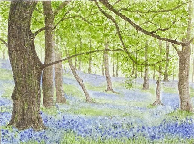 Bluebell wood