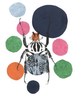 Polkadot Goliath Beetle