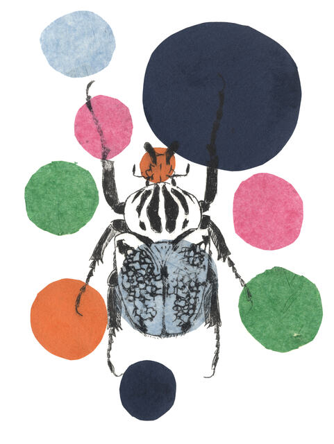 Polkadot Goliath Beetle