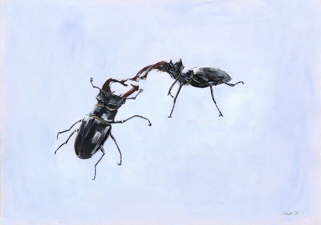 Fighting Stag Beetles