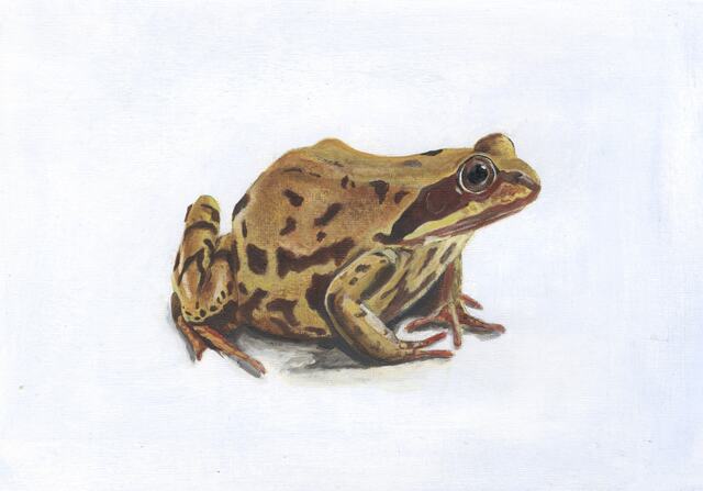The Frog