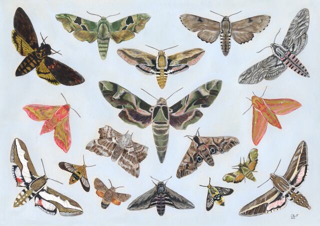 Hawk Moths of the UK