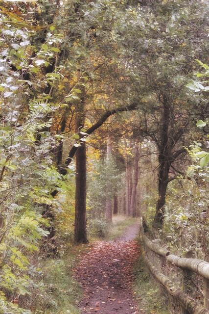Fairytale Woods