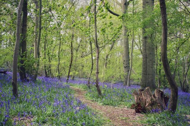 Everdon Bluebells