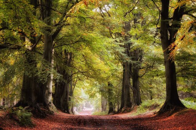 The Avenue