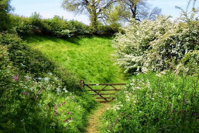 Flowers of May
