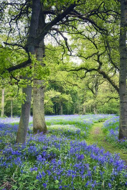 Bluebell Path
