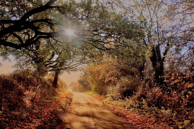 Autumn sunlight