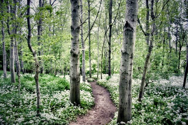 Onion Wood