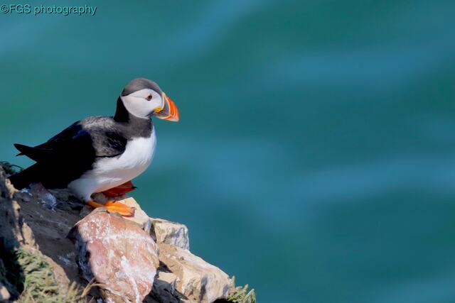 Puffin