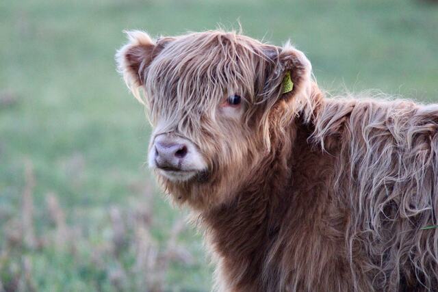 Hamish