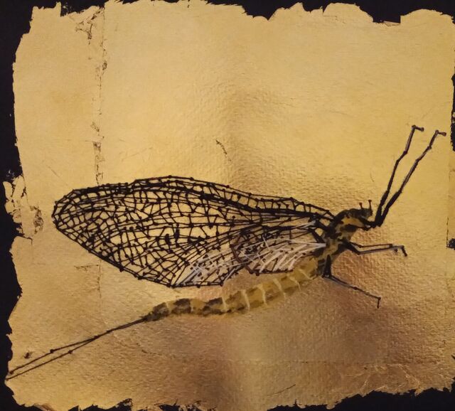 Mayfly