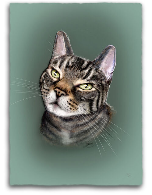 'Nibbler' - (commissioned cat portrait)